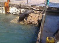 Seals at Kalk Bay Harbour